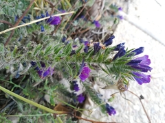Echium sabulicola