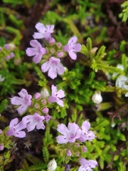Thymus caespititius