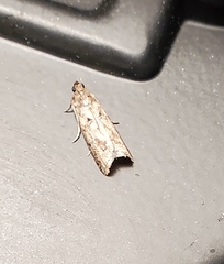 Dichomeris inversella
