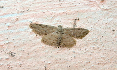 Lepidoptera
