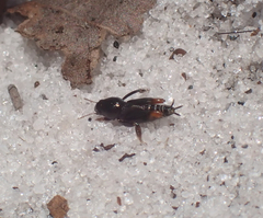 Neotridactylus archboldi