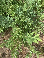 Vaccinium tenellum