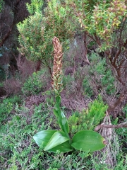 Platanthera pollostantha