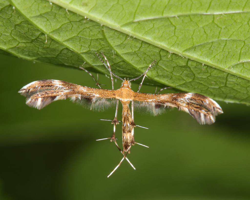 Lobed Plume Moth