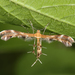 Lobed Plume Moth - Photo (c) Tom Murray, some rights reserved (CC BY-NC), uploaded by Tom Murray
