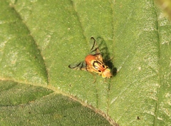 Zonosemata vittigera