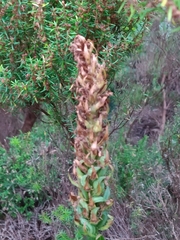 Platanthera pollostantha