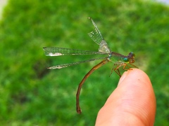 Ceriagrion