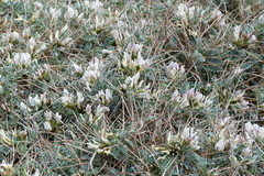 Astragalus tragacantha