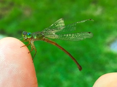 Ceriagrion