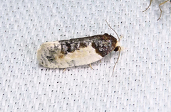 Henricus edwardsiana