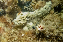 Paraploactis intonsa