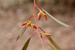 Eucalyptus oleosa oleosa