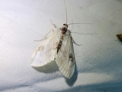 Cliniodes ostreonalis