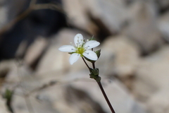 Arenaria provincialis