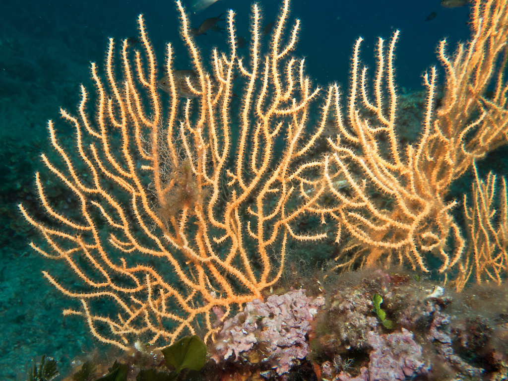 Yellow Gorgonian, photo 1 of 9