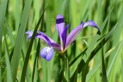 Iris reichenbachiana