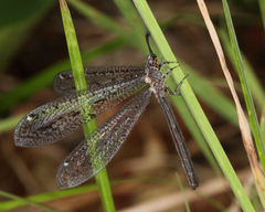 Brachynemurus nebulosus