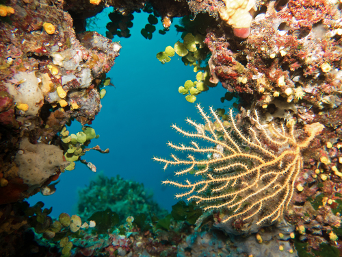 Yellow Gorgonian, photo 4 of 9