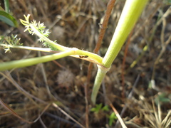 Daucus crinitus