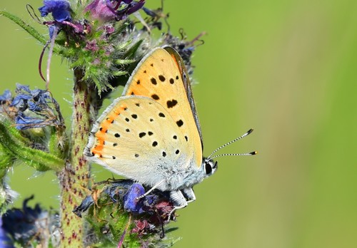 Purple-shot Copper, 48100 Grezes, France, photo 7 of 10