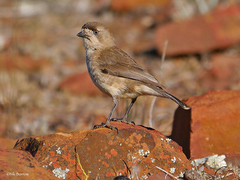 Aphelocephala leucopsis