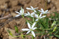 Ornithogalum umbellatum