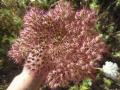 Daucus crinitus