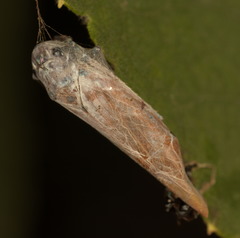 Bothrogonia ferruginea