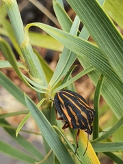 Graphosoma interruptum