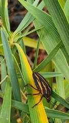 Graphosoma interruptum