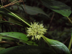 Pleurothallis ruscifolia