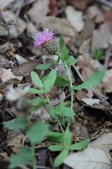 Centaurea pectinata
