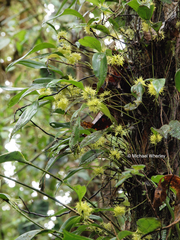 Pleurothallis ruscifolia