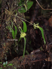 Pleurothallis ruscifolia