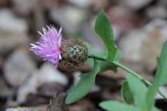 Centaurea pectinata