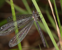 Brachynemurus nebulosus
