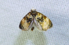 Phalonidia memoranda