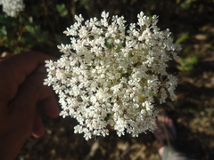 Daucus crinitus