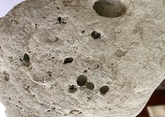 Lithophaga lithophaga