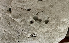 Lithophaga lithophaga