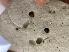 Lithophaga lithophaga