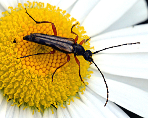 Lined Longhorn Beetle photo 3