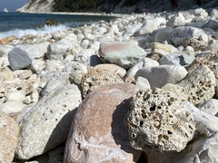 Lithophaga lithophaga