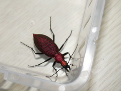Carabus smaragdinus