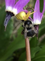 Bombus vancouverensis