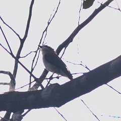 Hemixos castanonotus