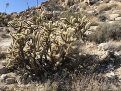 Cylindropuntia wolfii