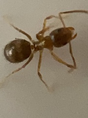 Nylanderia vividula
