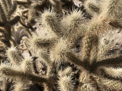 Cylindropuntia wolfii